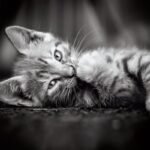 Clementoni Legpuzzel - High Quality Puzzel Collectie - Kitten - 1000 stukjes, puzzel volwassenen